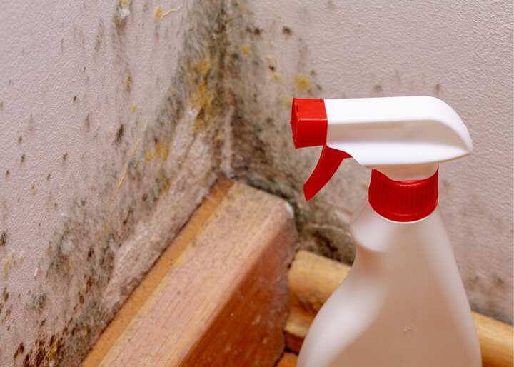 mold remediation El Paso