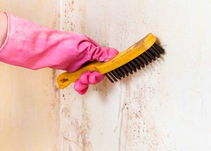 mold remediation El Paso