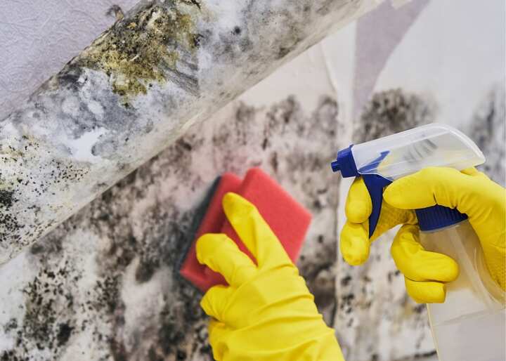 Mold Remediation El Paso