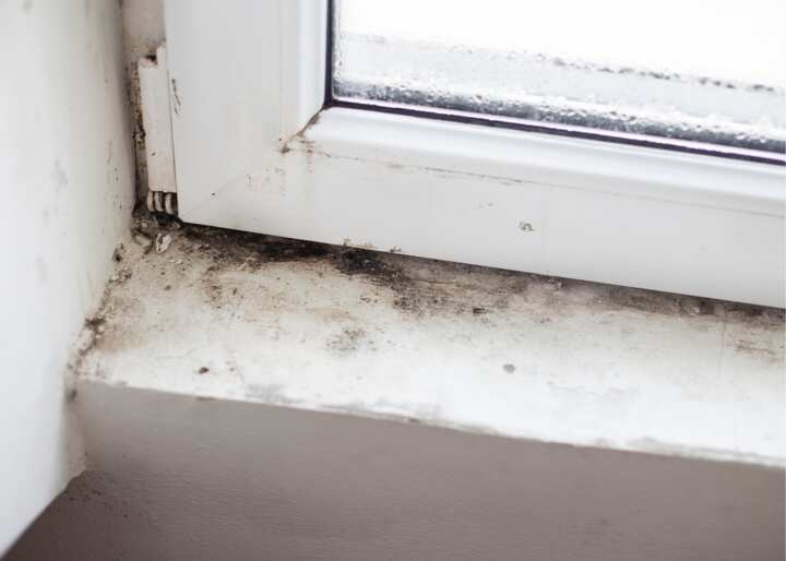 Mold Remediation El Paso