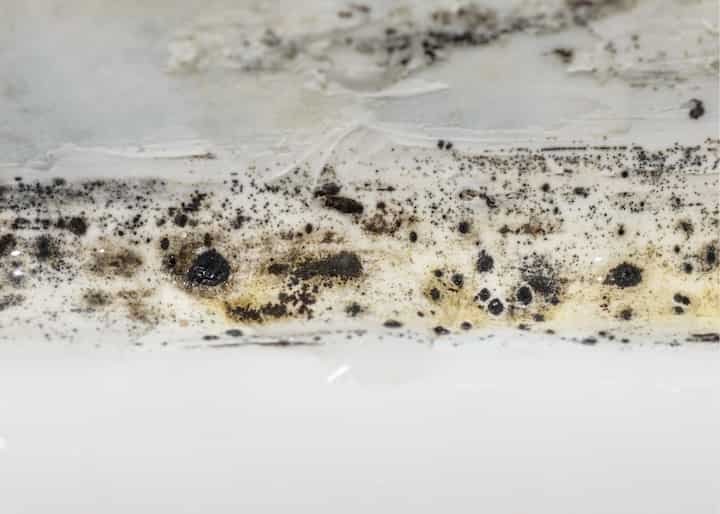 mold remediation El Paso