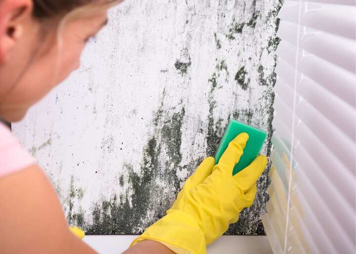 mold remediation El Paso