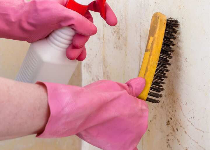 Mold Remediation El Paso